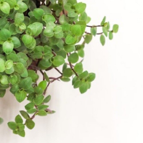 Tradescantia callisia - 5x,