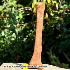 Crocodile tibia fossil - crocodile,
