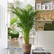 Areca palm large indoor - areca,