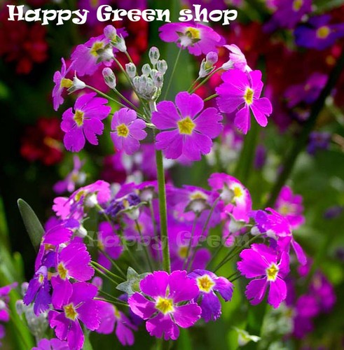 Fairy primrose mix 200 seeds - primrose,