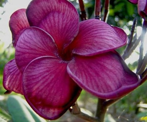 Fresh seeds frangipani - 5,