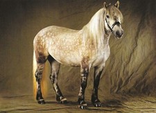 Postcard horse highland - postcard,