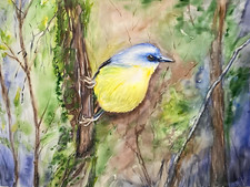 Eastern Yellow Robin Bird