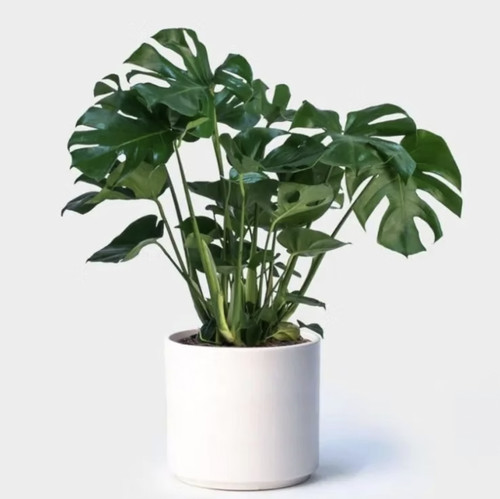 Swiss cheese plant monstera - swiss,