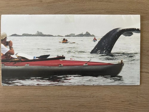 Folbot folding kayak catalog - folbot,