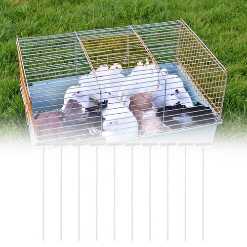 10x pigeon birds - pigeon,