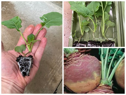 Swede plug plants - swede, |