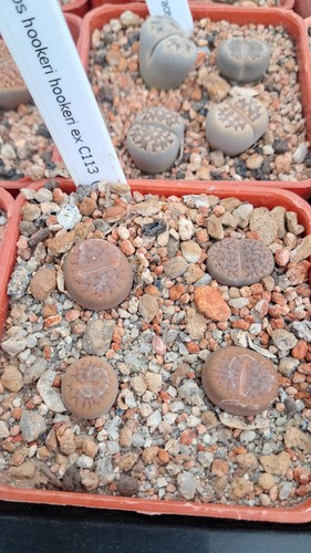 Lithops hookeri c113 - lithops,