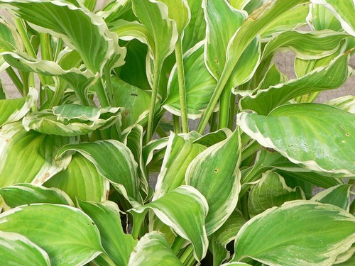 Hosta warwick edge plantain - hosta,