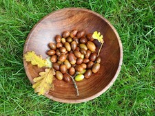 50 English Oak Tree seeds