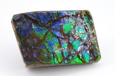 Ammolite of Canada 3.8x2.5cm