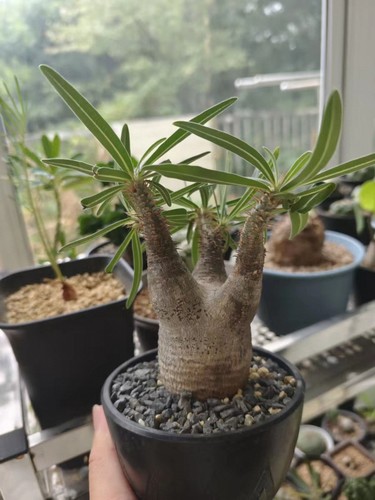 Rare live house - live, plant