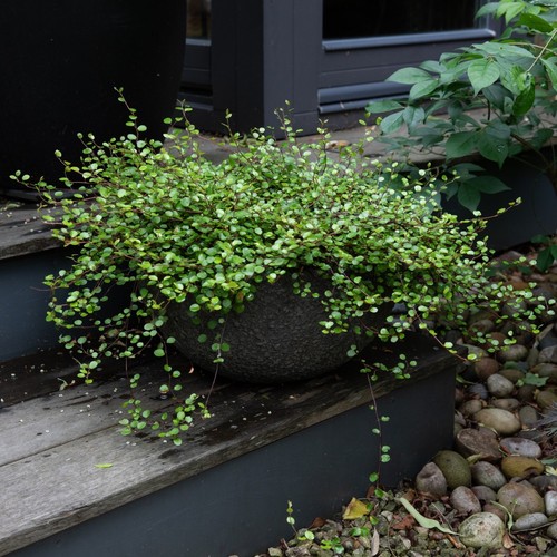 Muehlenbeckia - , –