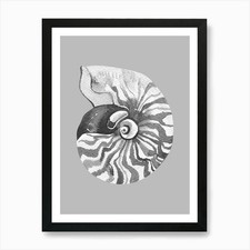 Nautilus Shell Art Print