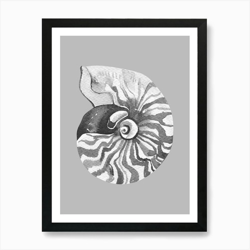 Nautilus shell art print - shell,
