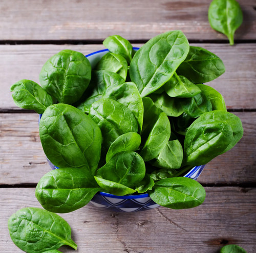 Spinach apollo plug plants - -,