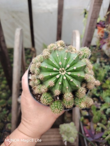 Echinopsis ancistrophora - echinopsis,