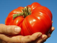 3x TOMATO GIANT TREE Plug