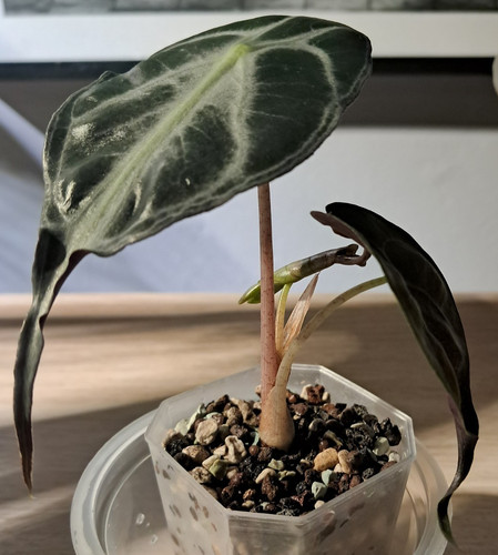Alocasia venom very rare - -,