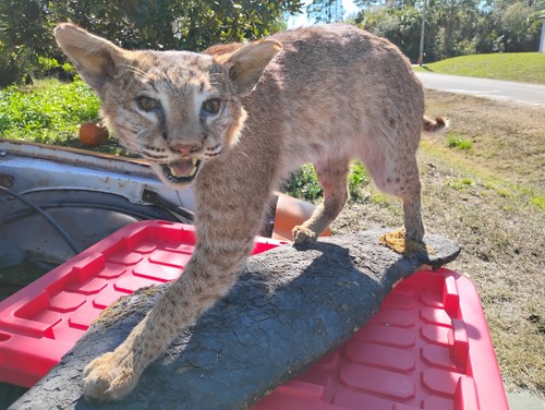 Stunning bobcat full mount - full,