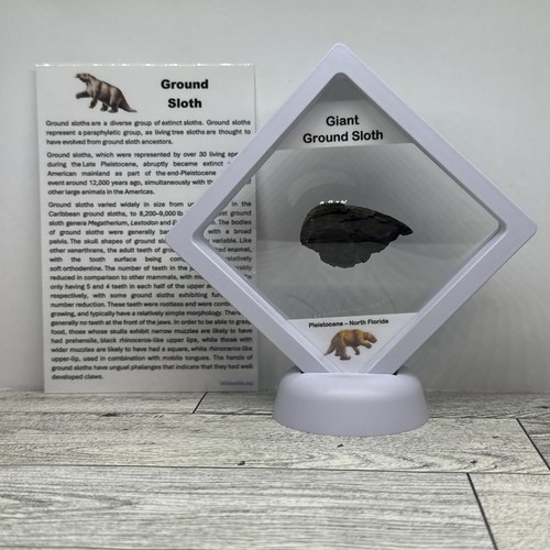 Giant ground sloth prehistoric - giant,