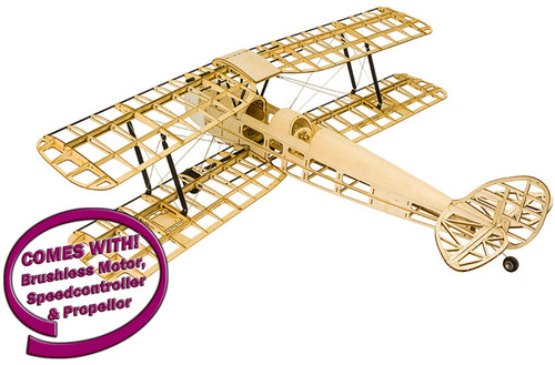 Dancing wings tiger moth - wings,