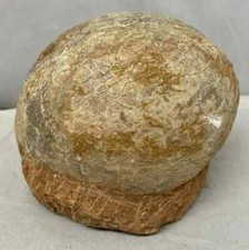 Genuine Dinosaur Fossil