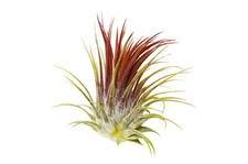 IONANTHA RUBRA - Tillandsia Live air plant airplant natural house vivarium red