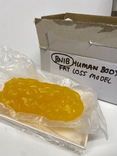 Bnib human body - human, replica