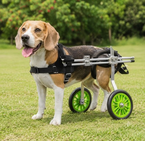 Adjustable rear support - rear, dog