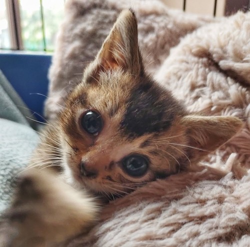 Help with our rescues - £1,