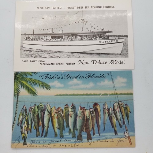 Unused miss buckeye - miss, florida's