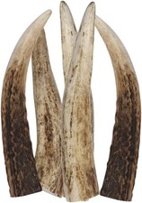 Antler Puppy Chew – Bag of 5