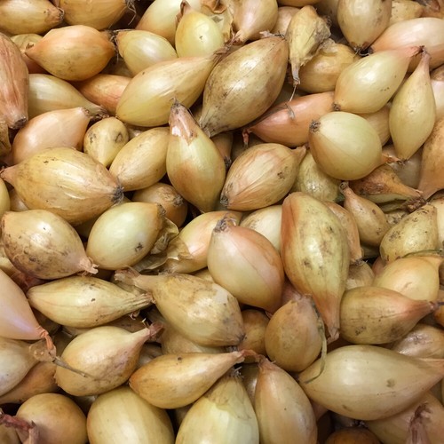 Senshyu over wintering onion - senshyu,