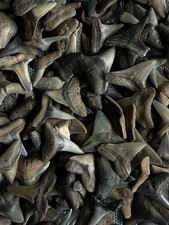 Lot of 25 fossilized 1/2 - 5/8
