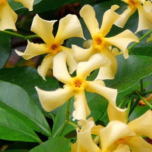 Star jasmine yellow flowers - yellow,