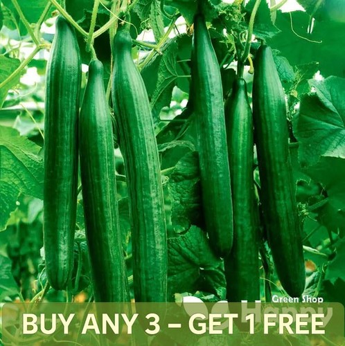 Vegetable cucumber seeds - seeds,