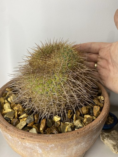 Huge mammillaria rhodantha - mammillaria,