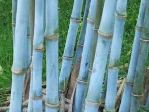 Blue bamboo seeds - blue,