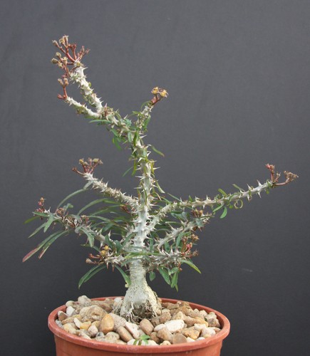 Euphorbia sakarahaensis - euphorbia,