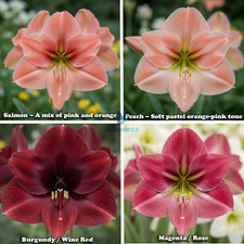 Amaryllis Lily Holland Multi