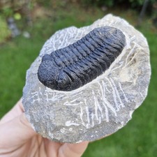 Trilobite Fossil - Morocops