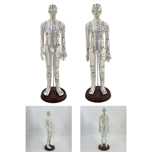 Acupuncture model height 54cm - acupuncture,