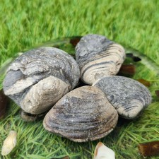 Cardinia shell fossil - , bundle