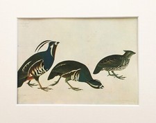 BOBWHITE & QUAIL - AUDUBON 1966 Vintage Mounted Colour Bird Print 111