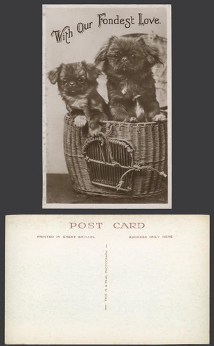 Pekingese dogs puppies dog - puppies,