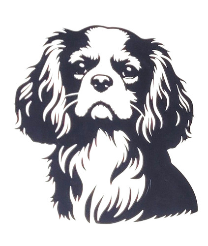 Cavalier king charles - king, dog