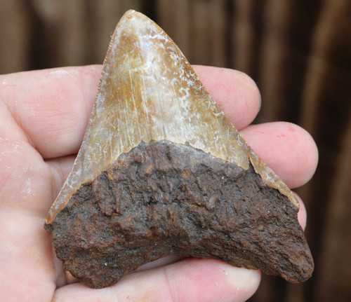 Beautiful 3 5 javan - , 3.5"