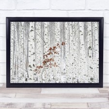 From White Birch Tree Forest Woods Trunks Wall Art Print