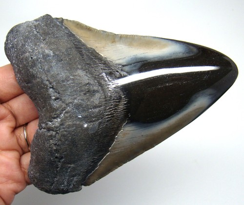 Megalodon shark tooth - megalodon,